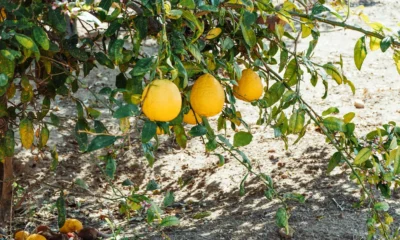 Primer plano de foglie limone gialle in vaso en una rama de limonero en maceta