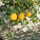 Primer plano de foglie limone gialle in vaso en una rama de limonero en maceta