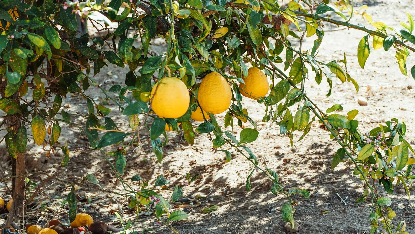 Primer plano de foglie limone gialle in vaso en una rama de limonero en maceta