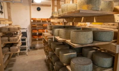Foto de una forma de queso en maduración relacionada con quanto pesa una forma di grana padano.