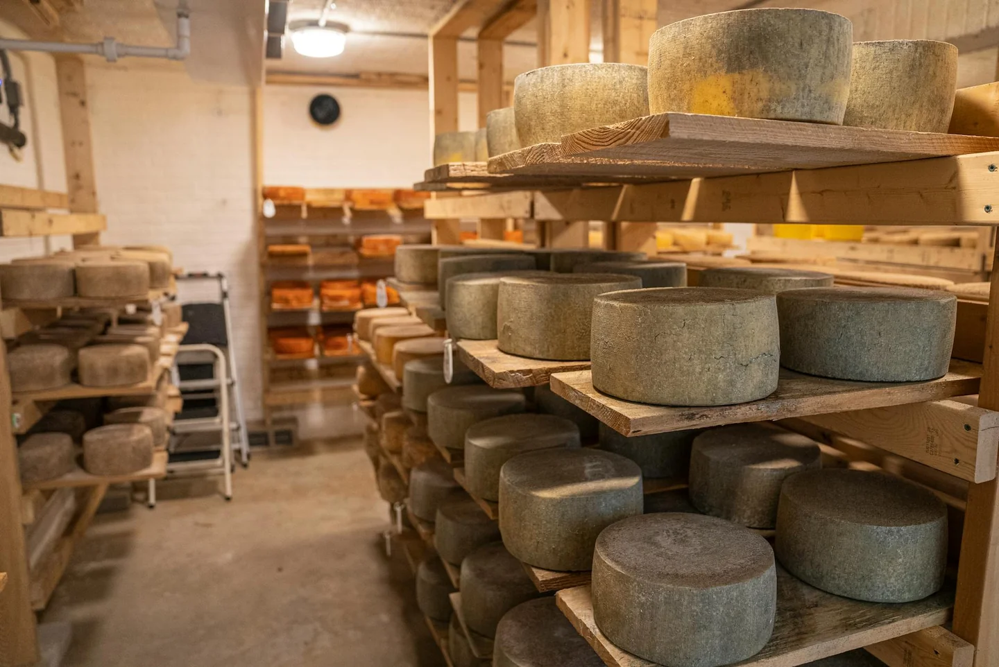 Foto de una forma de queso en maduración relacionada con quanto pesa una forma di grana padano.