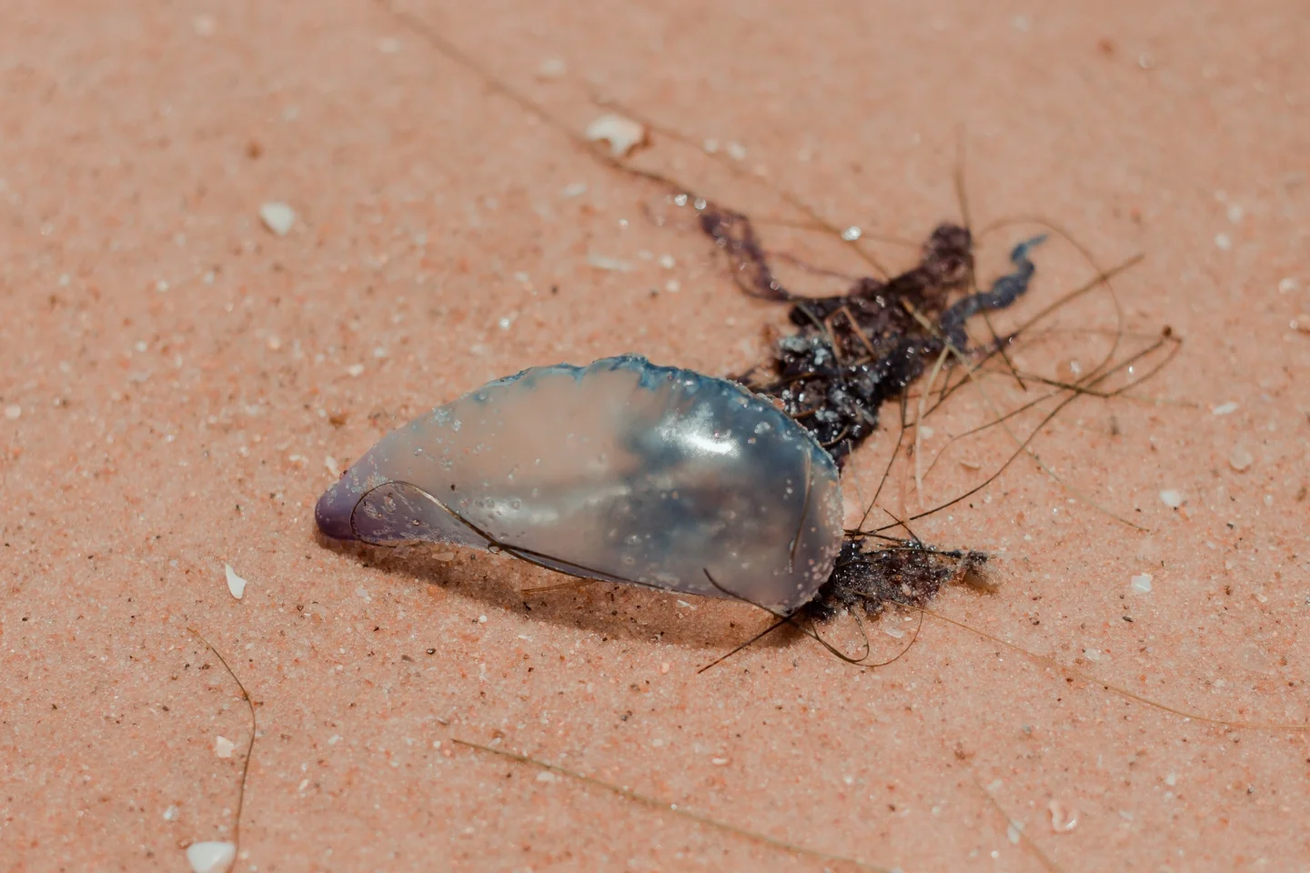 Persona con dolor en la piel tras una cosa fare dopo una puntura di medusa en la playa