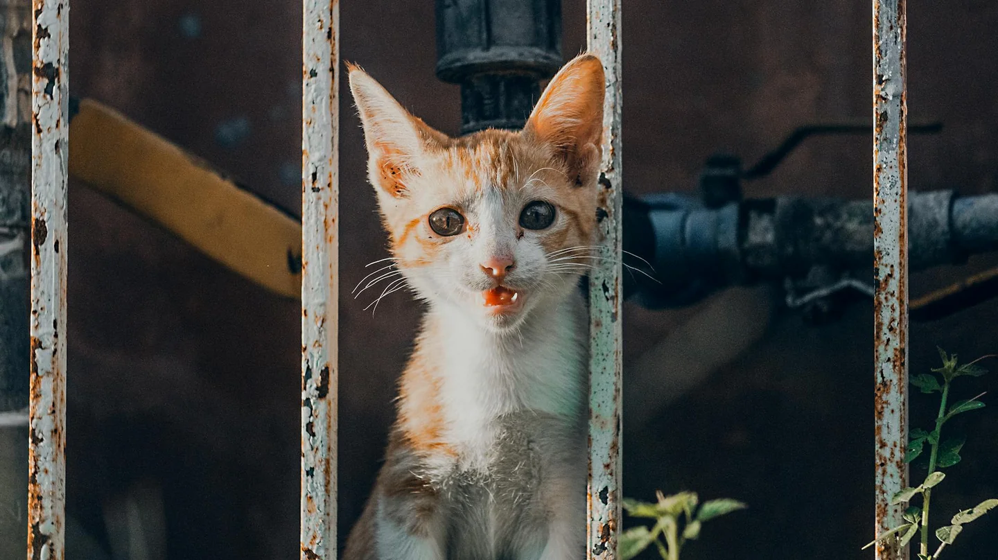 Tabla visual para explicar come si contano gli anni dei gatti en un artículo sobre equivalencia de edad felina y humana