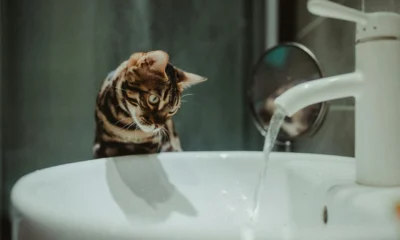 Gato evitando agua para ilustrar el artículo sobre perche i gatti hanno paura dell acqua