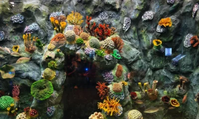 Imagen de una laguna con arrecife de coral para ilustrar "dove si trova la nuova caledonia" en un artículo sobre la ubicación y geografía del archipiélago.