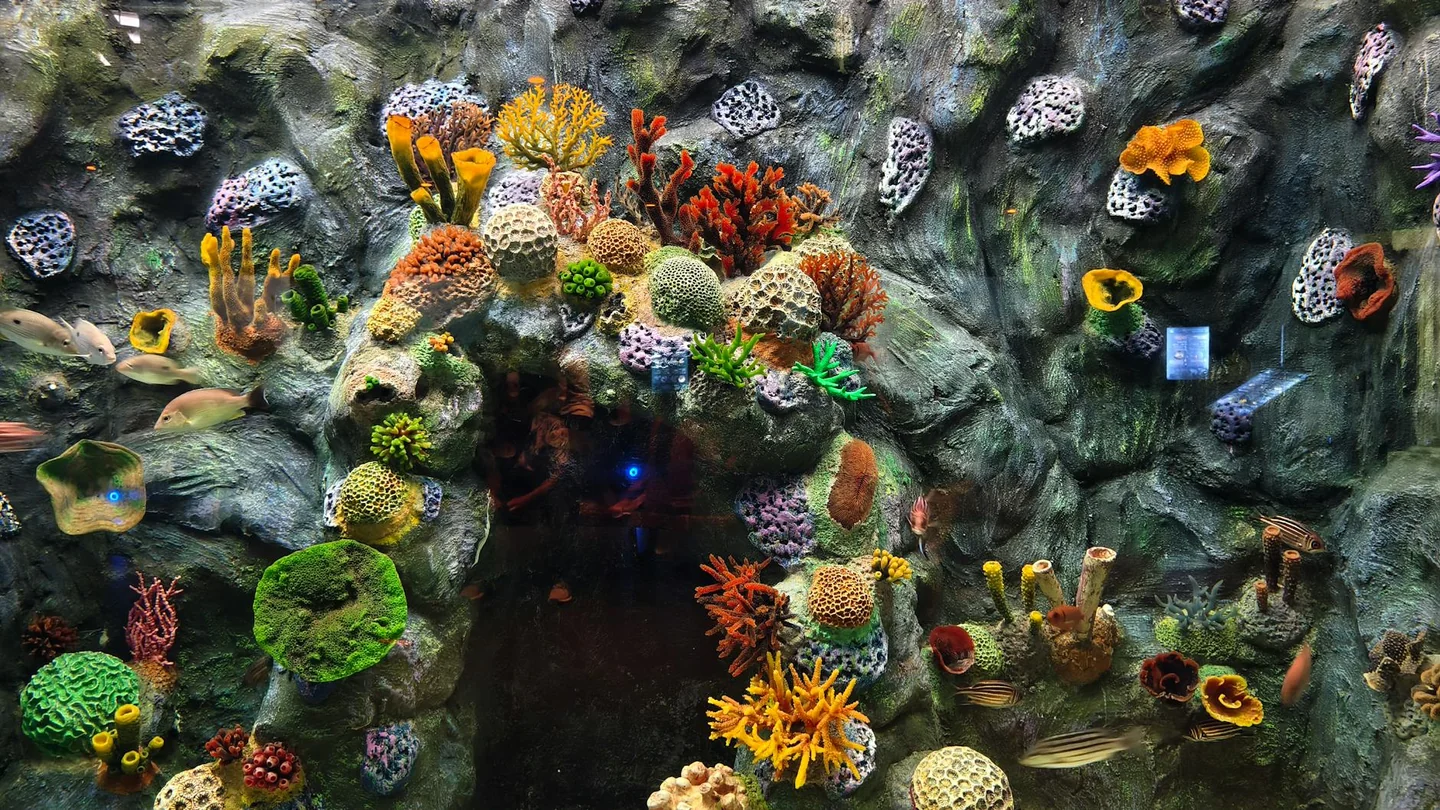 Imagen de una laguna con arrecife de coral para ilustrar "dove si trova la nuova caledonia" en un artículo sobre la ubicación y geografía del archipiélago.
