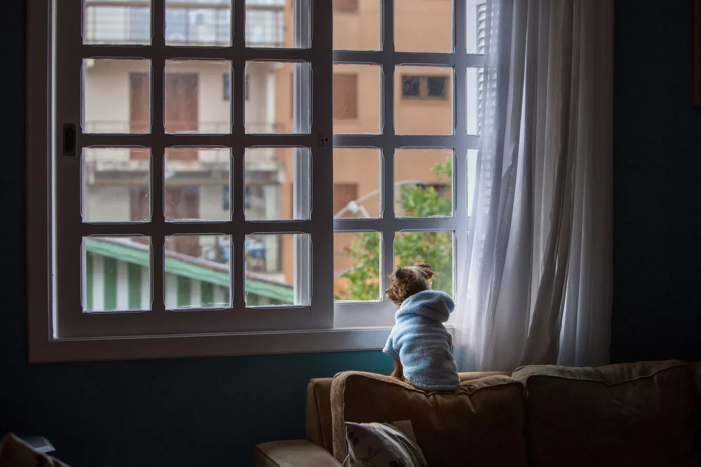 Imagen para ilustrar quando lasciare il cane da solo in casa con un perro solo dentro de casa junto a una puerta o ventana