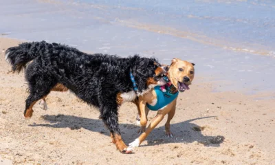dove trovare spiagge per cani en una playa para perros junto al mar