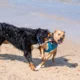 dove trovare spiagge per cani en una playa para perros junto al mar