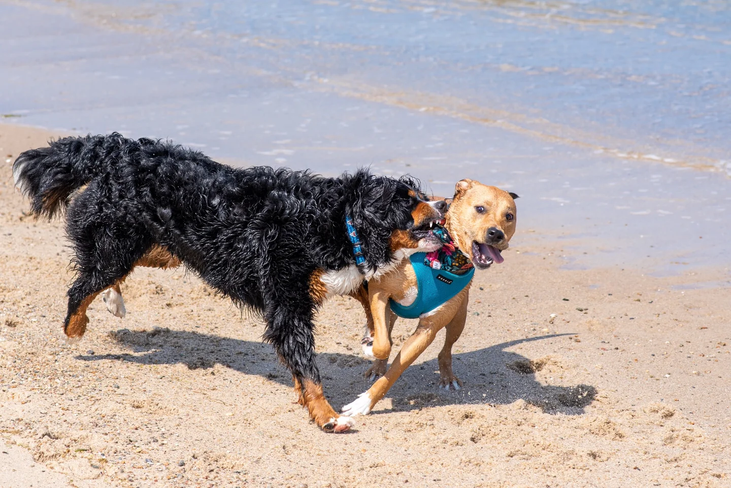 dove trovare spiagge per cani en una playa para perros junto al mar
