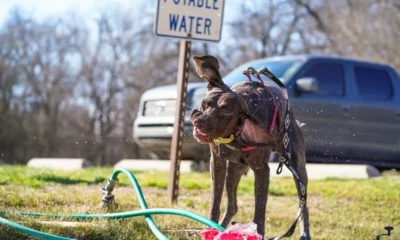 Imagen de un perro bebiendo agua para ilustrar come proteggere cani e gatti dal caldo