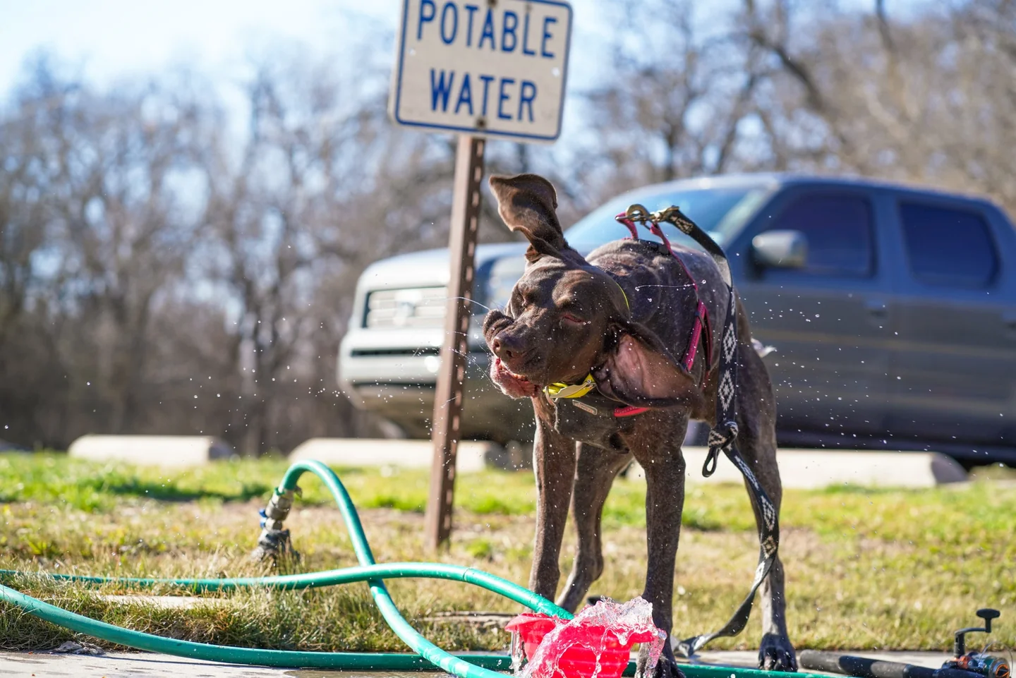 Imagen de un perro bebiendo agua para ilustrar come proteggere cani e gatti dal caldo