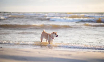 Per il tema si può portare il cane in spiaggia, una foto di un cane sulla riva aiuta a illustrare regole e comportamento in spiaggia.