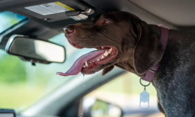 Imagen de un perro jadeando por el calor, útil para ilustrar "cosa fare se il cane ansima per il caldo" en un artículo de blog.