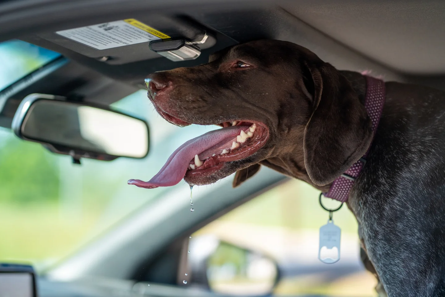 Imagen de un perro jadeando por el calor, útil para ilustrar "cosa fare se il cane ansima per il caldo" en un artículo de blog.