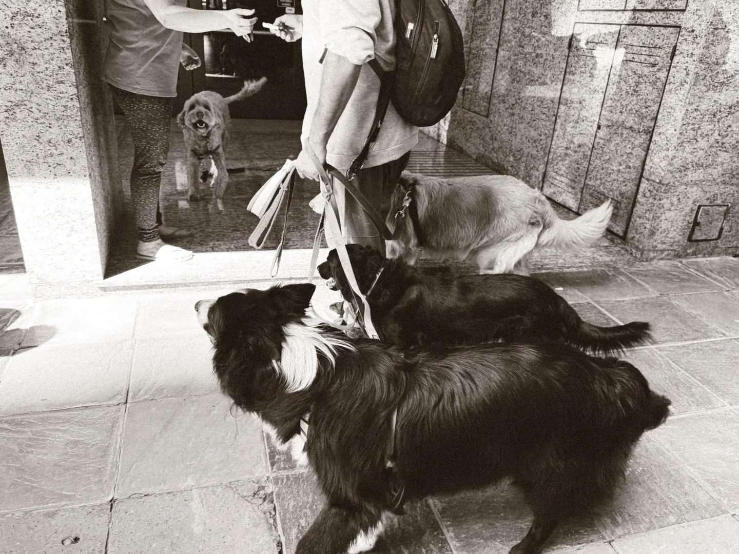 Checklist visual para "domande da fare a un dog sitter" antes de dejar al perro con una persona de confianza