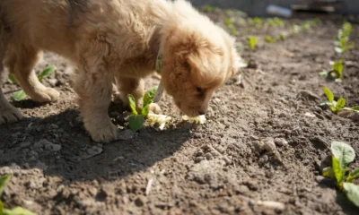 perche il cane mangia la terra en un perro olfateando el suelo durante un paseo
