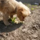 perche il cane mangia la terra en un perro olfateando el suelo durante un paseo