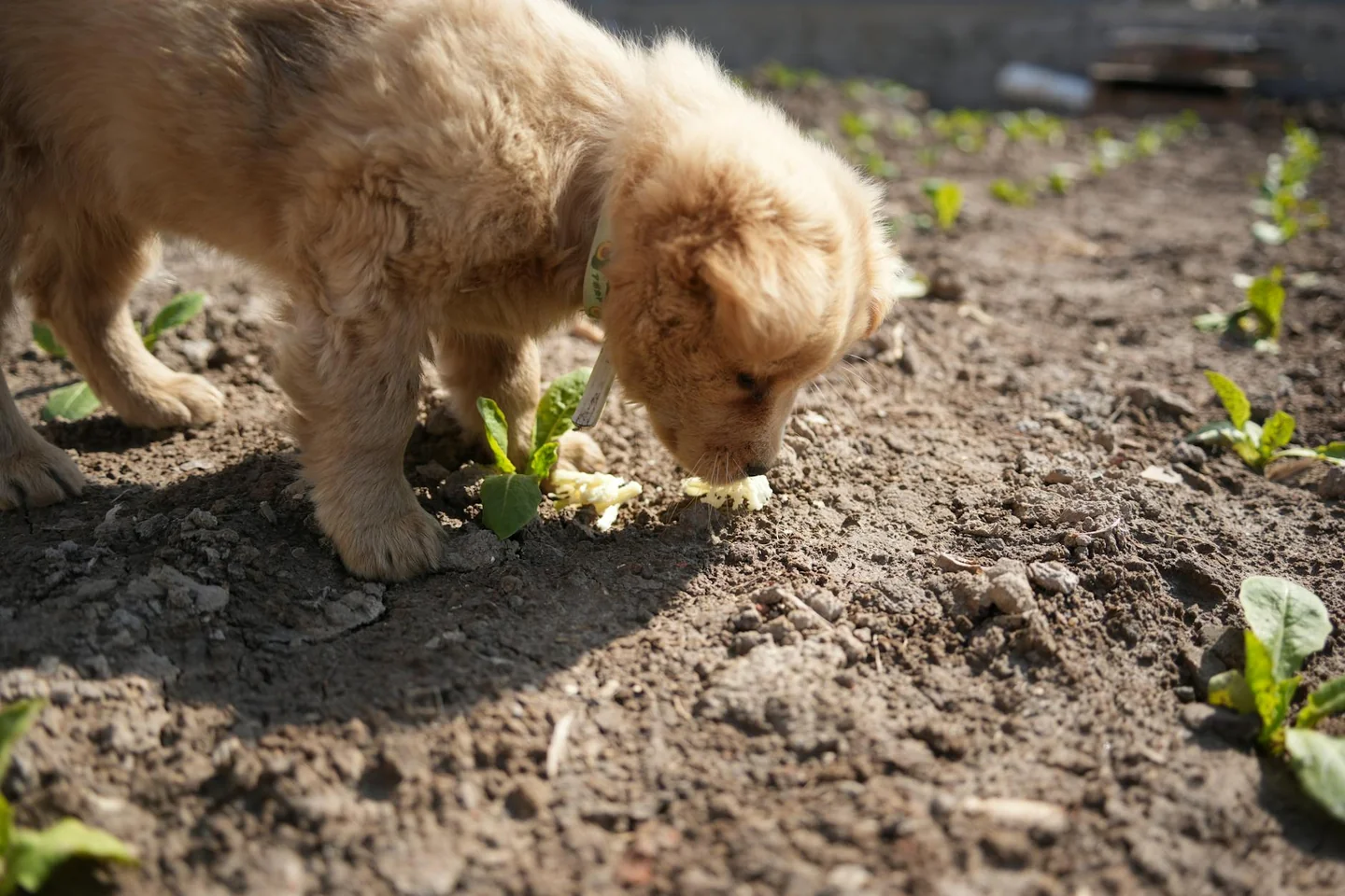 perche il cane mangia la terra en un perro olfateando el suelo durante un paseo