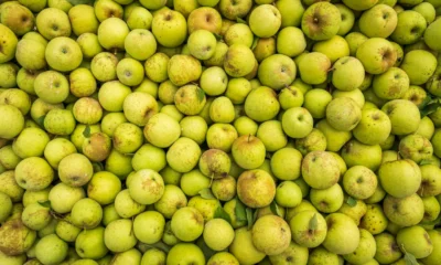 Foto de fresh apples relacionada con quante mele si possono mangiare al giorno, ideal para ilustrar un artículo sobre porciones diarias y alimentación saludable.
