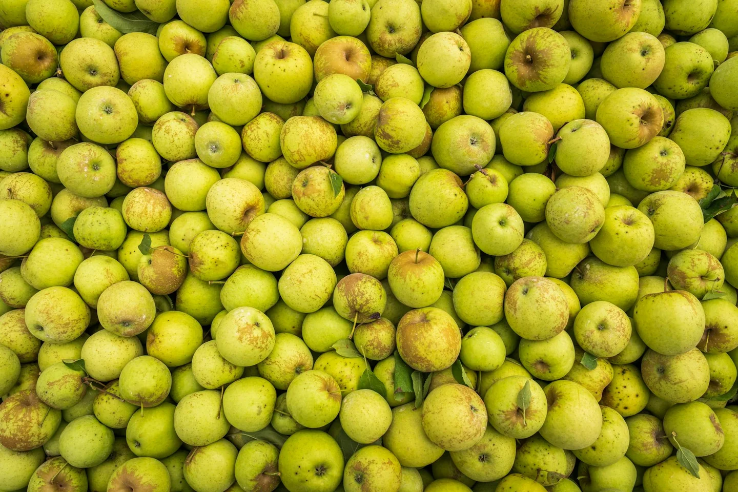 Foto de fresh apples relacionada con quante mele si possono mangiare al giorno, ideal para ilustrar un artículo sobre porciones diarias y alimentación saludable.