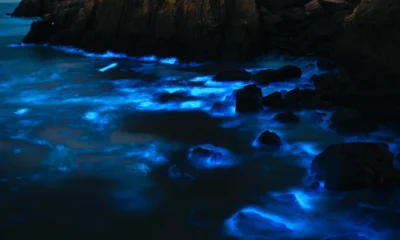 dove vedere la bioluminescenza in Italia: olas azules brillando de noche en el mar