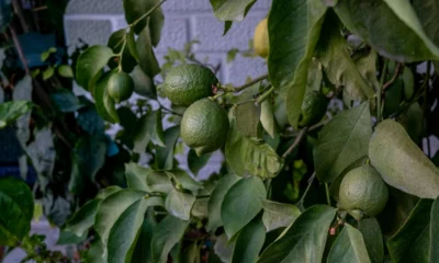 Fotografía de un limonero con frutos verdes para ilustrar perche i limoni non diventano gialli.