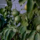 Fotografía de un limonero con frutos verdes para ilustrar perche i limoni non diventano gialli.