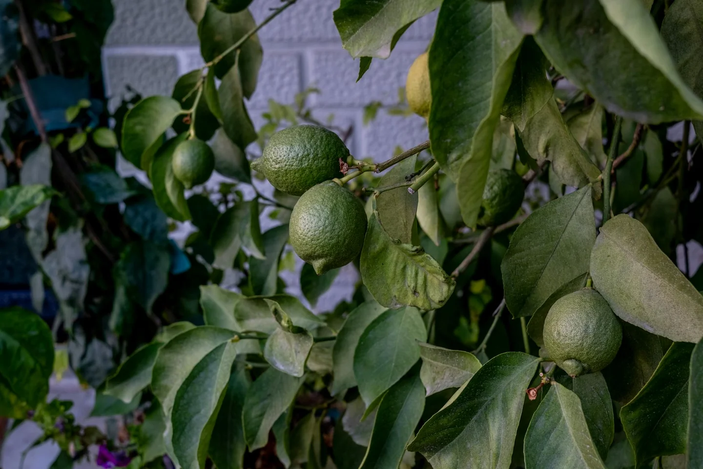 Fotografía de un limonero con frutos verdes para ilustrar perche i limoni non diventano gialli.