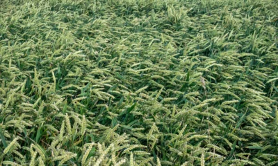 Fotografía de un hailstorm on crops para ilustrar perché grandina quando fa caldo en un artículo sobre temporales estivales y daños en la agricultura.