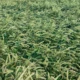 Fotografía de un hailstorm on crops para ilustrar perché grandina quando fa caldo en un artículo sobre temporales estivales y daños en la agricultura.