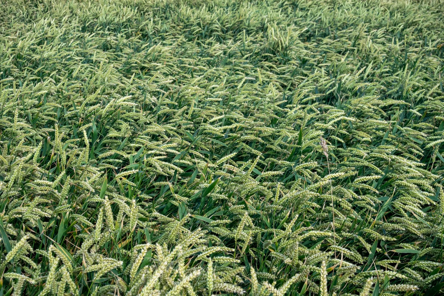 Fotografía de un hailstorm on crops para ilustrar perché grandina quando fa caldo en un artículo sobre temporales estivales y daños en la agricultura.