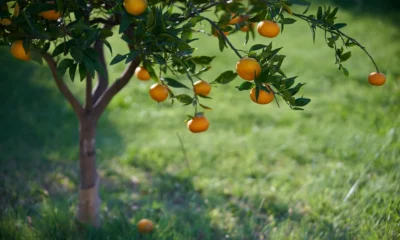 Fotografía de alguien cosechando mandarinas del árbol, ideal para ilustrar come capire quando i mandarini sono pronti per il raccolto.
