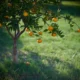 Fotografía de alguien cosechando mandarinas del árbol, ideal para ilustrar come capire quando i mandarini sono pronti per il raccolto.