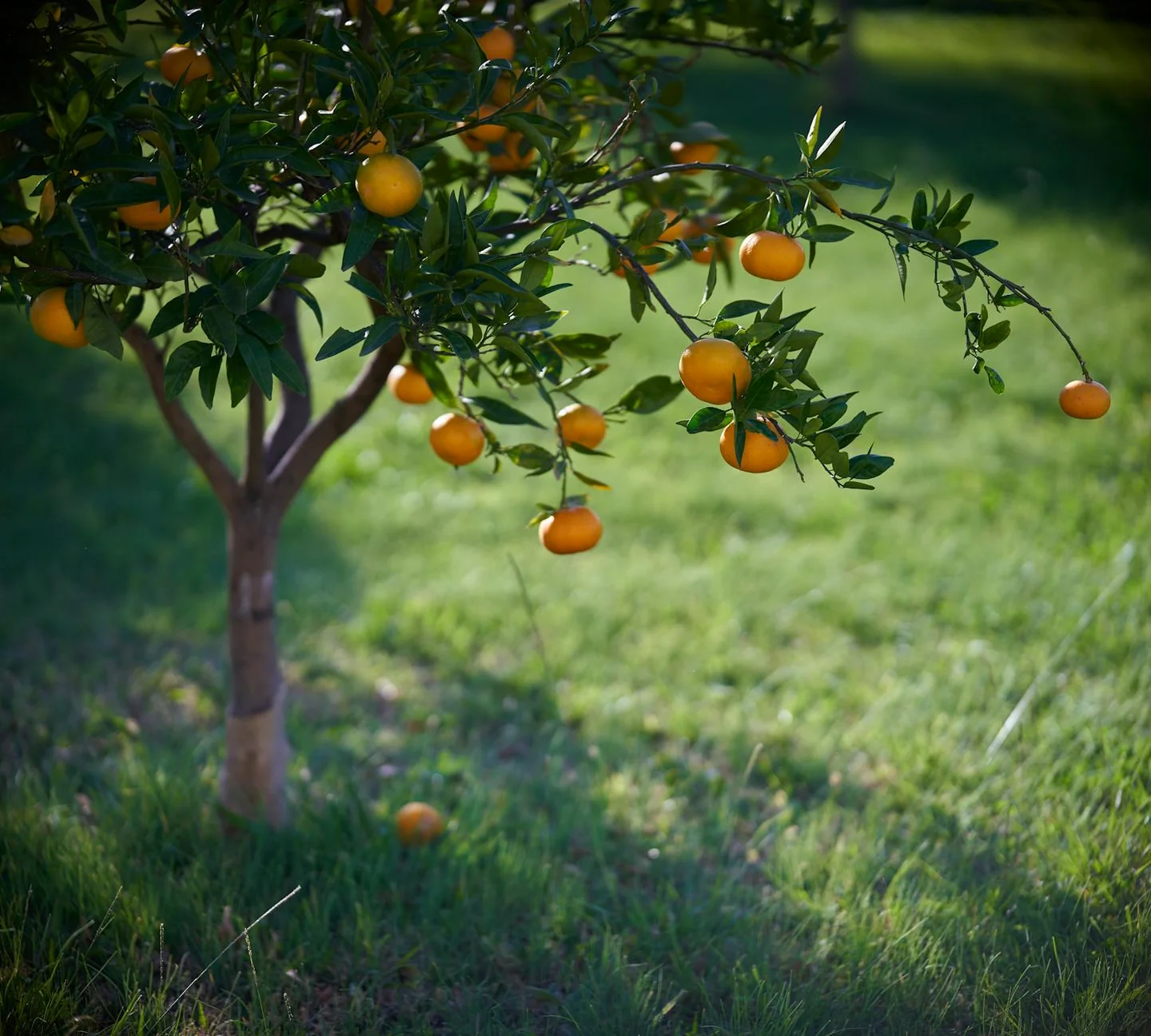 Fotografía de alguien cosechando mandarinas del árbol, ideal para ilustrar come capire quando i mandarini sono pronti per il raccolto.