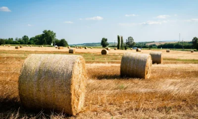 Fotografía de un campo con ballas de heno para ilustrar quanto costa una balla di fieno