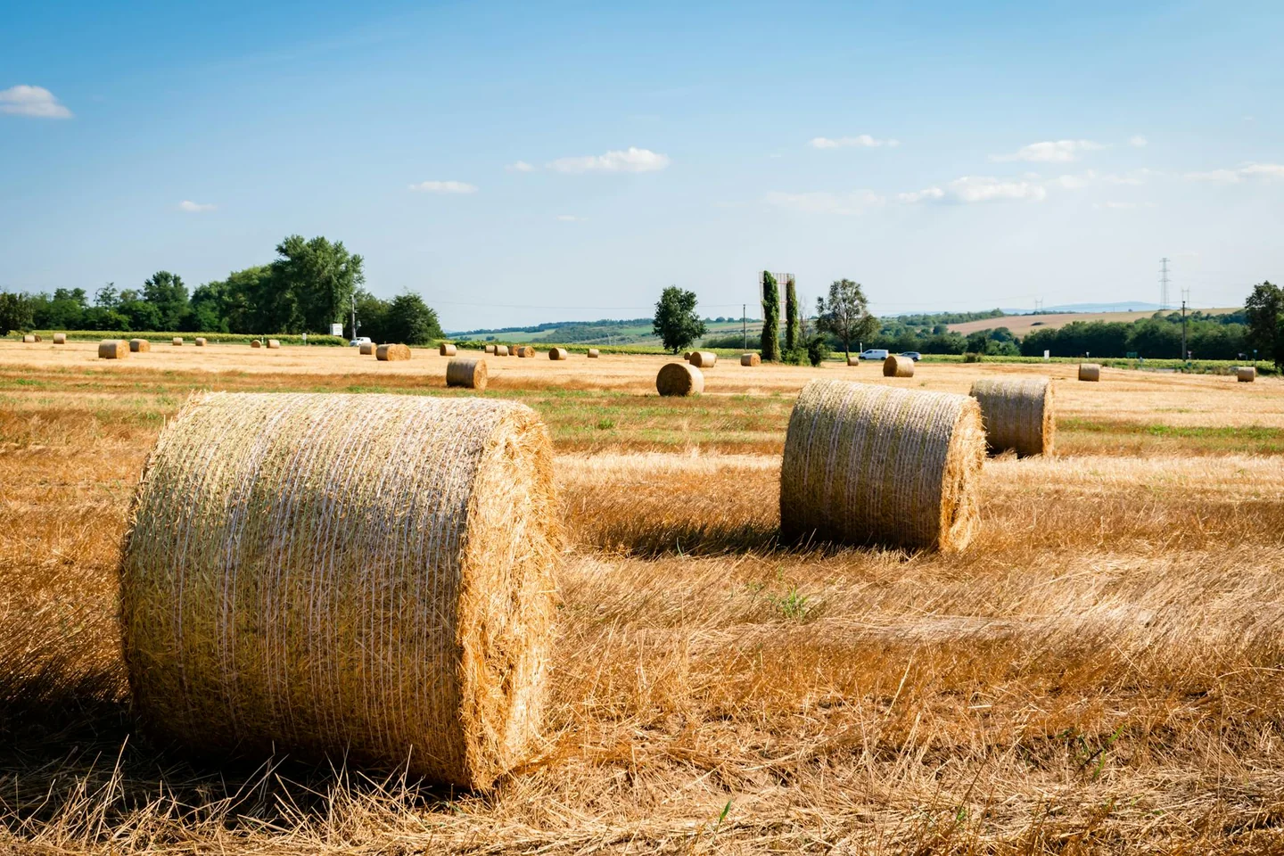 Fotografía de un campo con ballas de heno para ilustrar quanto costa una balla di fieno