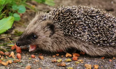 Hedgehog eating insects relacionado con cosa mangia il riccio di terra en su dieta natural