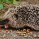 Hedgehog eating insects relacionado con cosa mangia il riccio di terra en su dieta natural