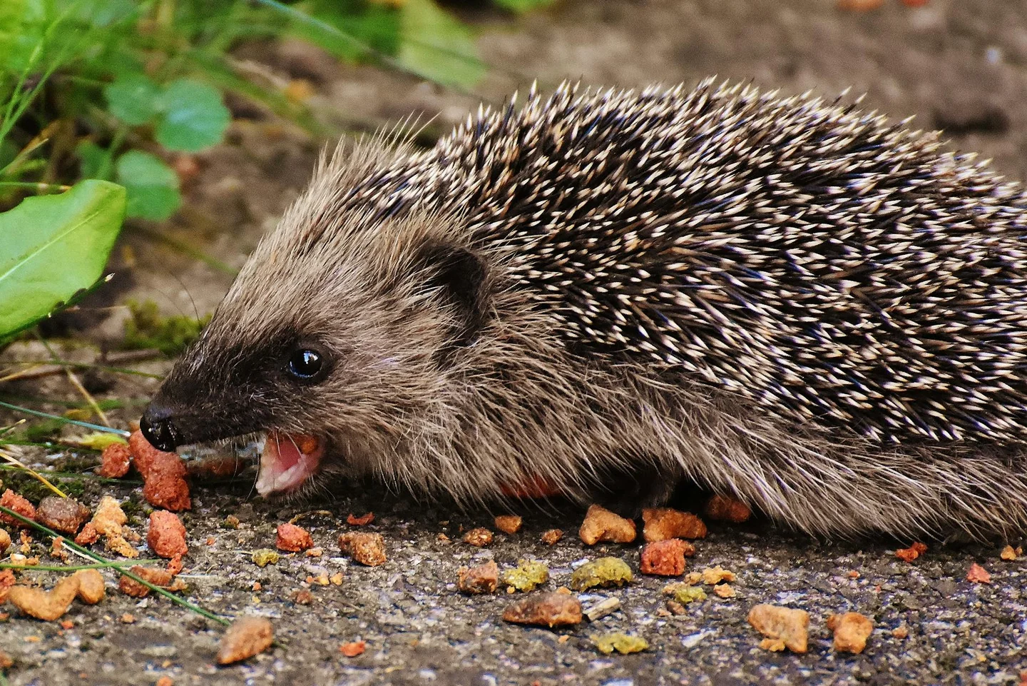 Hedgehog eating insects relacionado con cosa mangia il riccio di terra en su dieta natural