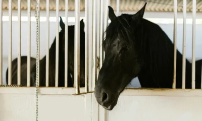 Imagen de un establo con un caballo de raza para ilustrar cuánto cuesta un cavallo di razza en el contexto de precios y mantenimiento.