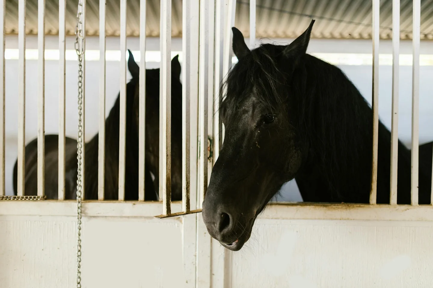 Imagen de un establo con un caballo de raza para ilustrar cuánto cuesta un cavallo di razza en el contexto de precios y mantenimiento.