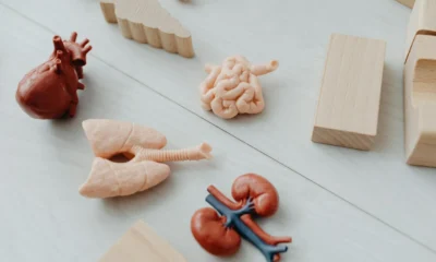 Ilustración de anatomía humana sobre dove si trovano i reni nel corpo umano y su posición en el cuerpo.