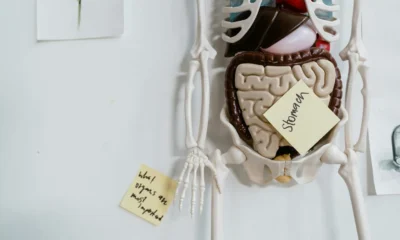 Imagen de human pancreas anatomy para ilustrar "dove si trova il pancreas nel corpo umano foto" en un artículo sobre su ubicación y relaciones anatómicas.