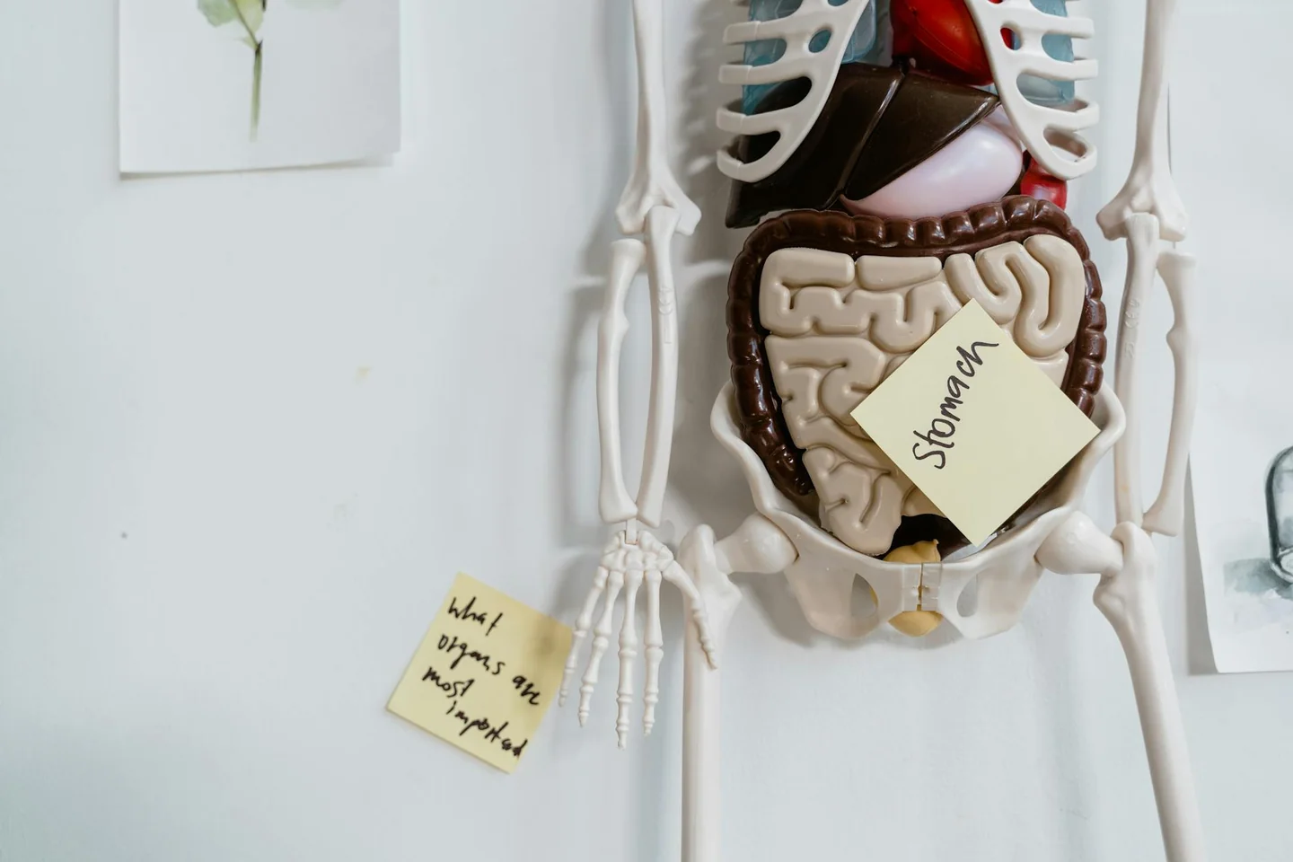 Imagen de human pancreas anatomy para ilustrar "dove si trova il pancreas nel corpo umano foto" en un artículo sobre su ubicación y relaciones anatómicas.