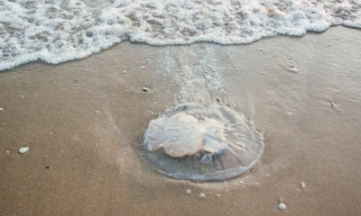 Imagen de jellyfish beach shore para ilustrar porque le meduse arrivano a riva en la costa.