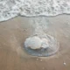 Imagen de jellyfish beach shore para ilustrar porque le meduse arrivano a riva en la costa.