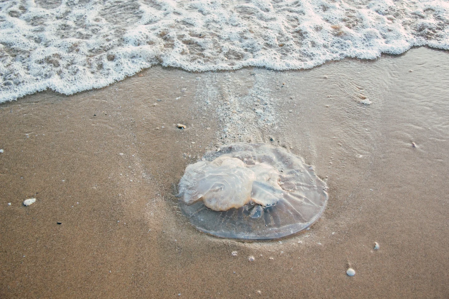 Imagen de jellyfish beach shore para ilustrar porque le meduse arrivano a riva en la costa.