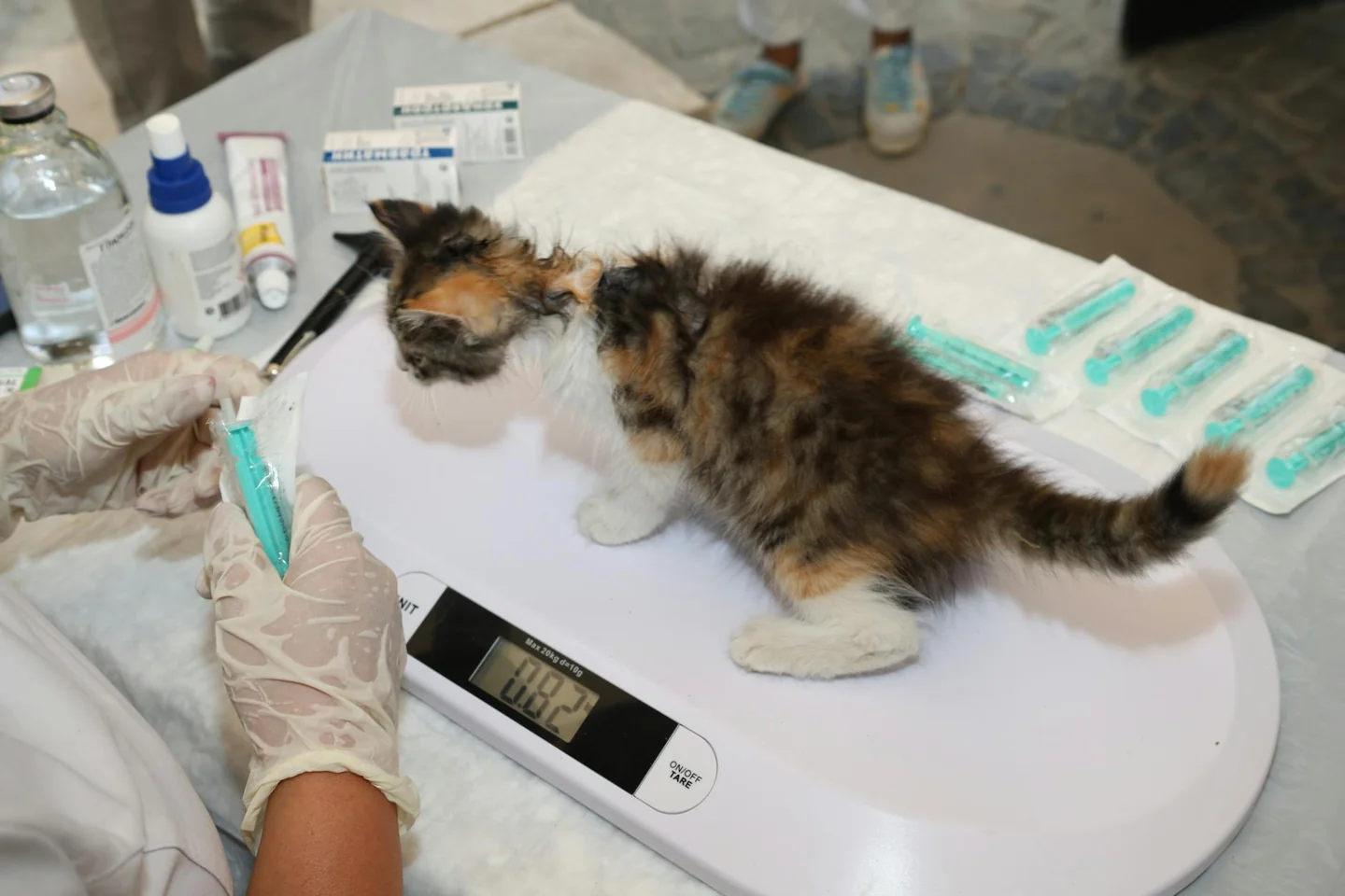 Imagen de un veterinario examinando un gattino para explicar come capire se un gattino è maschio o femmina.