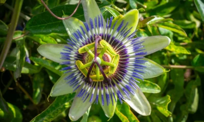 Foto de una flor de maracuyá para ilustrar perche si chiama frutto della passione y su origen botánico.